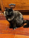 adoptable Cat in Capshaw, AL named COMET
