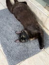 adoptable Cat in Capshaw, AL named CUPID