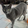 adoptable Cat in Capshaw, AL named HEATHCLIFF