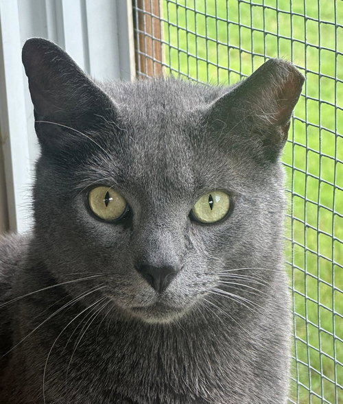 HEATHCLIFF, an adoptable Russian Blue in Capshaw, AL
