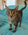 adoptable Cat in , AL named MONTCLAIR