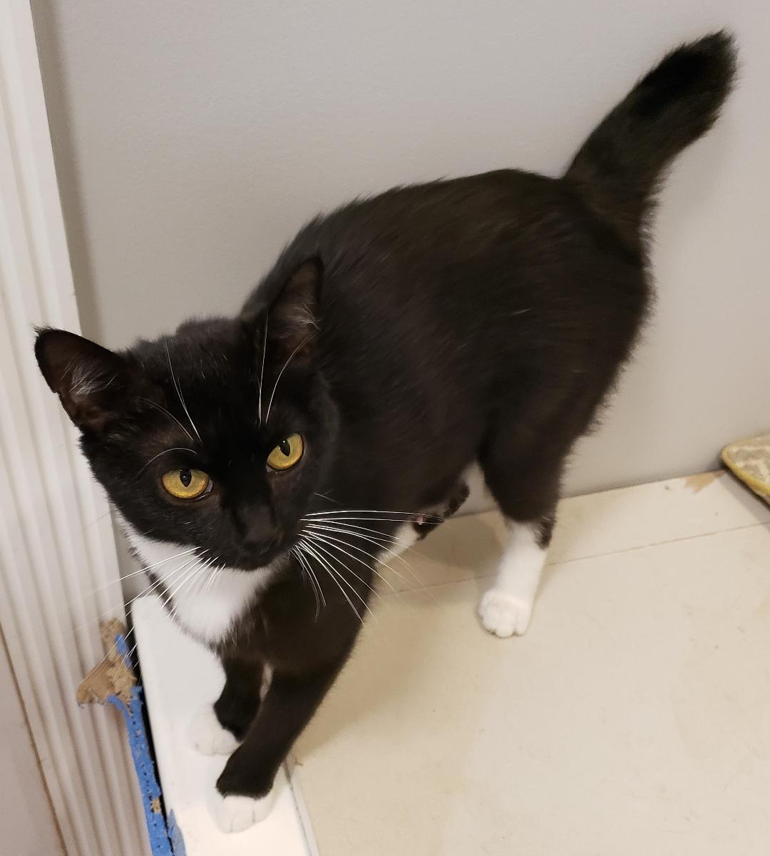 adoptable Cat in Capshaw, AL named TANZIE