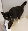 adoptable Cat in  named TANZIE