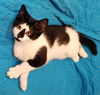 adoptable Cat in , AL named PAIGE