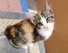 adoptable Cat in  named PHOEBE