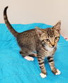 adoptable Cat in , AL named PRINCETON