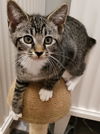 adoptable Cat in , AL named PRESTON