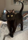 adoptable Cat in , AL named JELLY BEAN