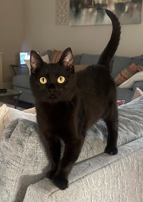 JELLY BEAN, Young Domestic Short Hair (short coat), cat for adoption in Florence, Alabama