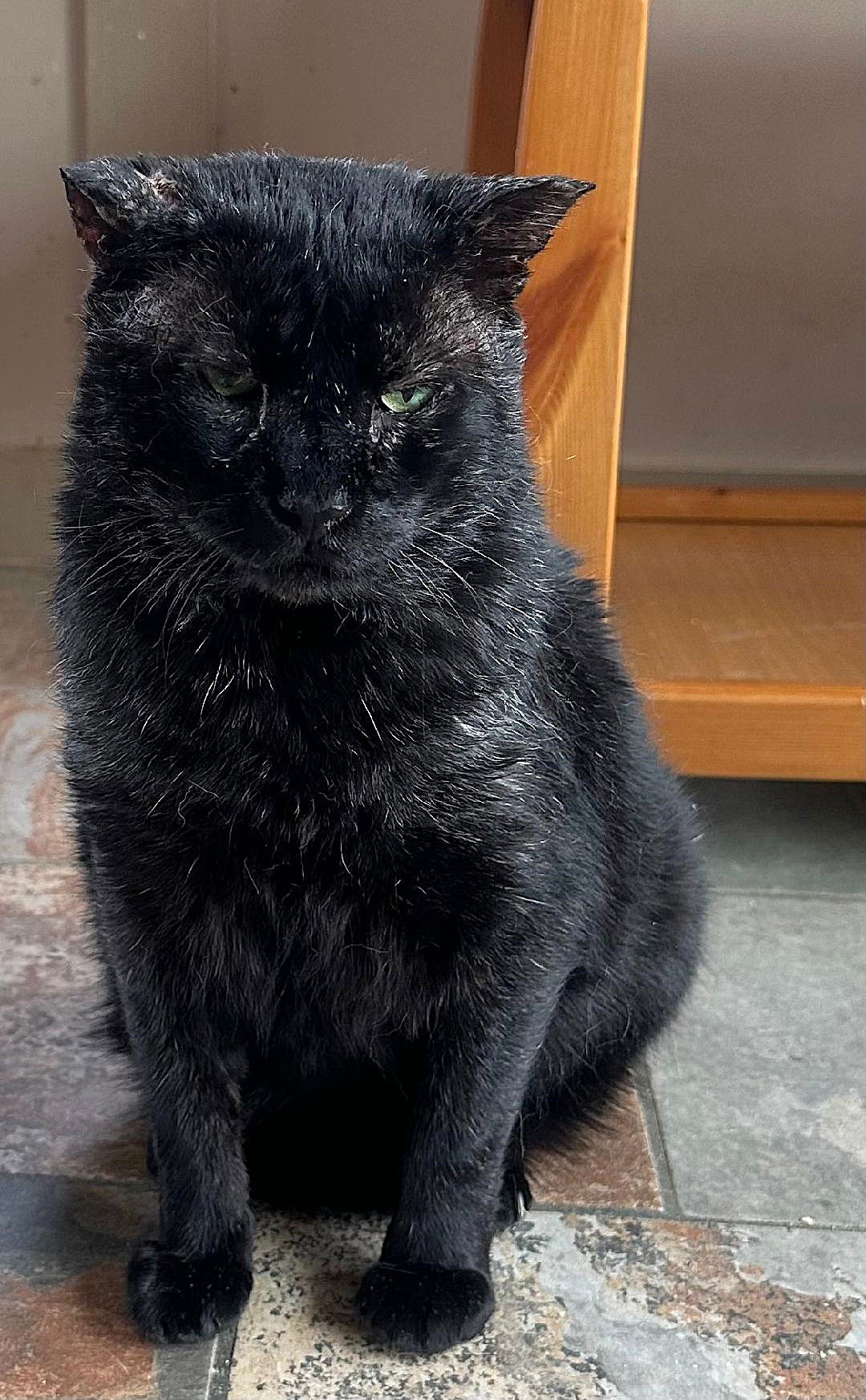 adoptable Cat in Capshaw, AL named HAVOC