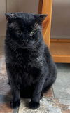 adoptable Cat in , AL named HAVOC