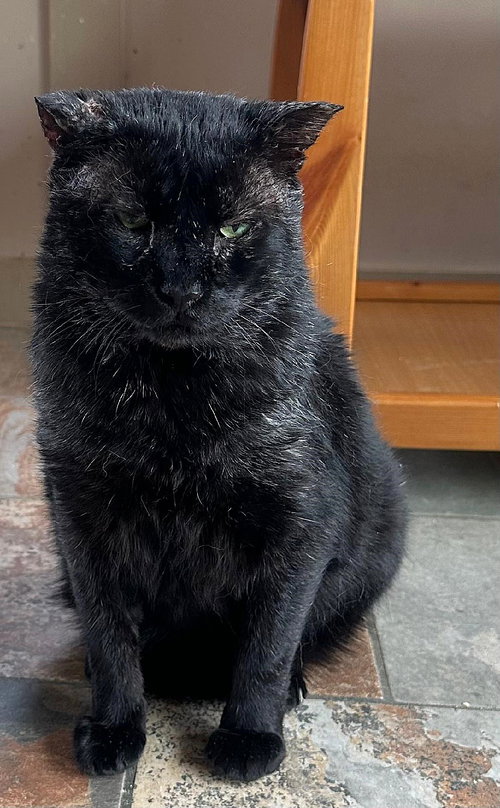 HAVOC, Adult Domestic Short Hair (short coat), cat for adoption in Florence, Alabama