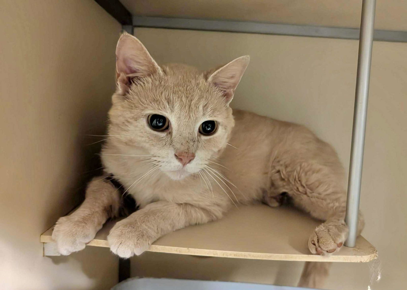 adoptable Cat in Capshaw, AL named MUFASA