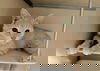 adoptable Cat in , AL named MUFASA
