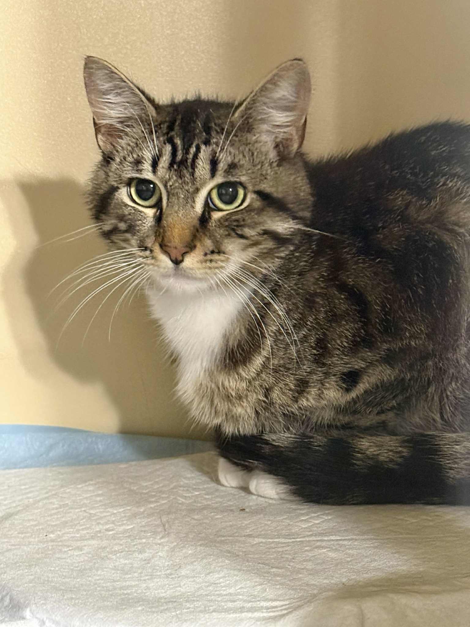 adoptable Cat in Capshaw, AL named IGGY