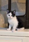 adoptable Cat in , AL named GRAYSON