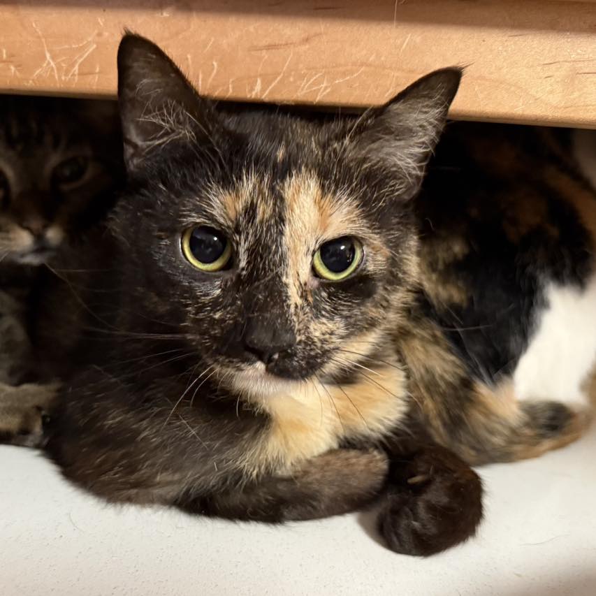 adoptable Cat in Capshaw, AL named GUINEVERE