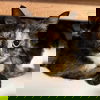 adoptable Cat in  named GUINEVERE