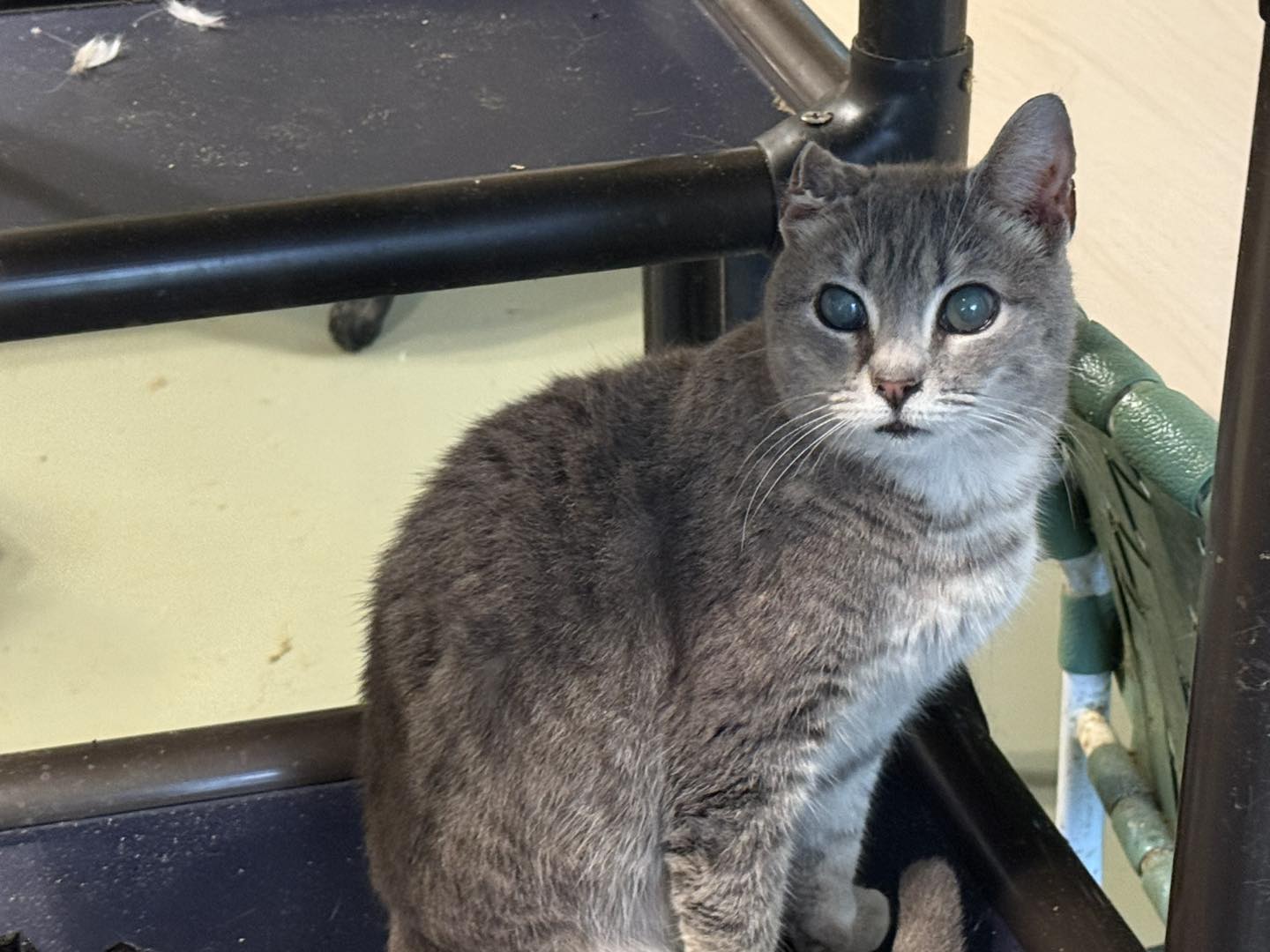 adoptable Cat in Capshaw, AL named DELLA