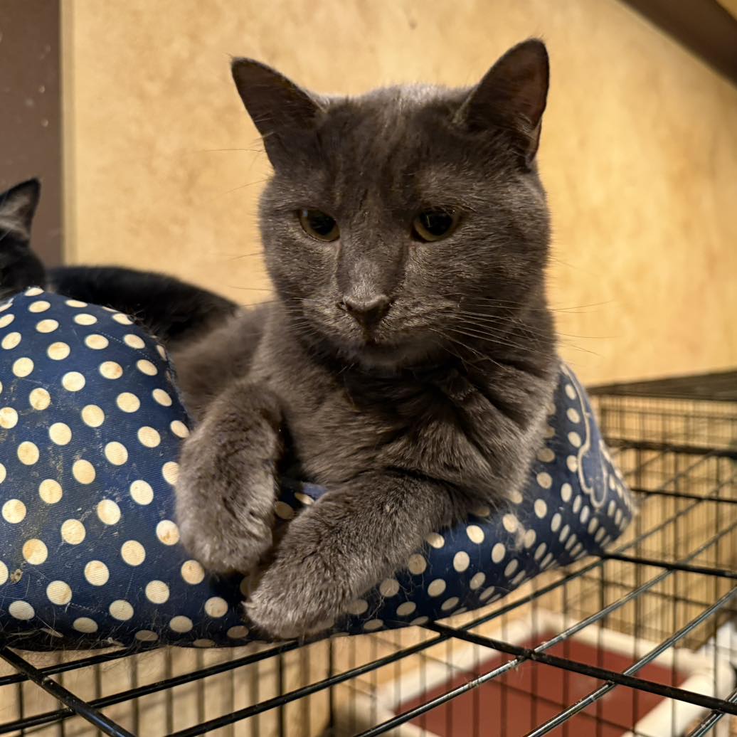 adoptable Cat in Capshaw, AL named CAPPY