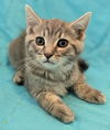 adoptable Cat in  named MICHIO