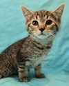 adoptable Cat in  named MOMOKO