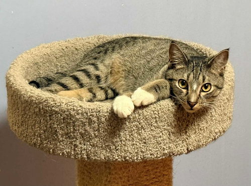 ANDY, Baby Tabby (short coat), cat for adoption in Florence, Alabama