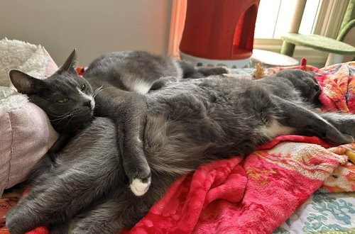 Photo 3 of BITZY