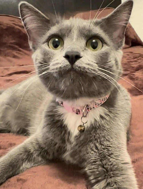 Photo 3 of MITZY