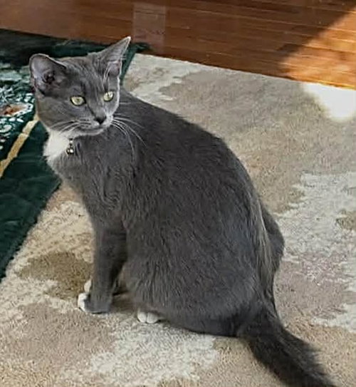 MITZY, an adoptable Tuxedo in Capshaw, AL