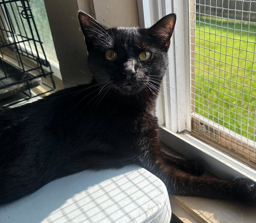 BAZOOKA, Young Domestic Short Hair (short coat), cat for adoption in Florence, Alabama