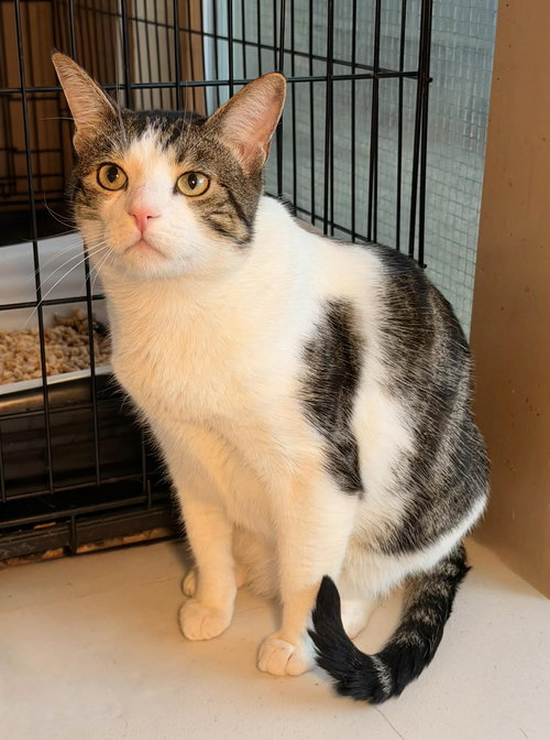 ZIMMER, an adoptable Tabby in Capshaw, AL