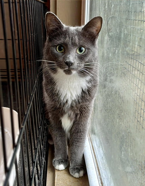 FINNEAS, Young Tuxedo (short coat), cat for adoption in Florence, Alabama