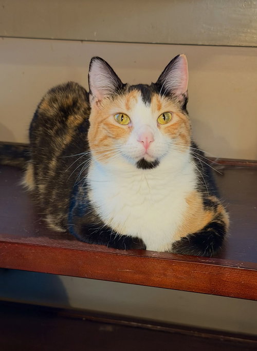 MONA LISA, Baby Calico (short coat), cat for adoption in Florence, Alabama