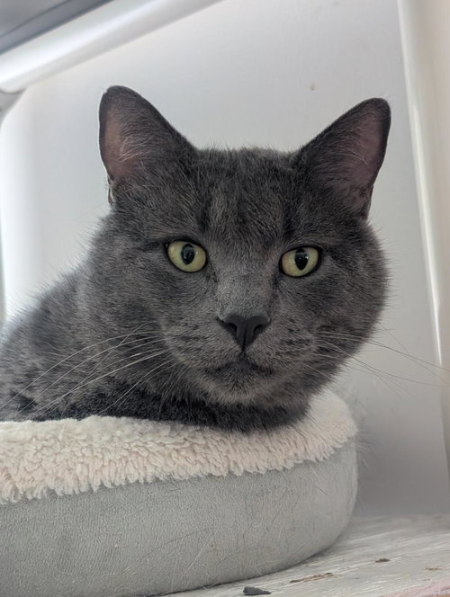 REISHI, Adult Domestic Short Hair (short coat), cat for adoption in Florence, Alabama