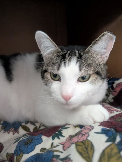 STINGRAY, Adult Tabby (short coat), cat for adoption in Florence, Alabama