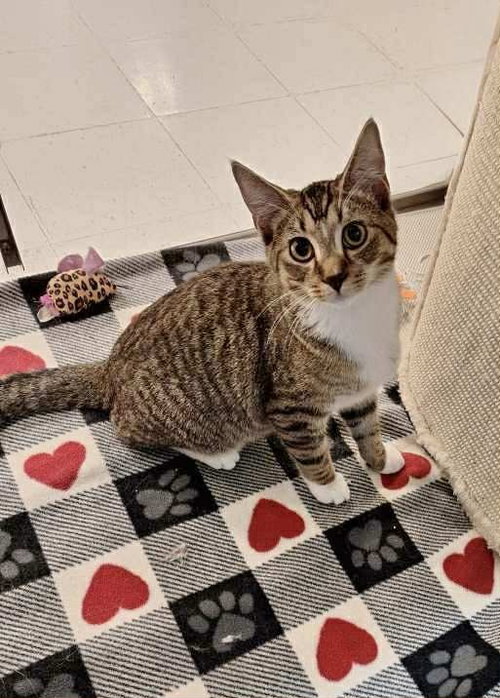 PING PONG, an adoptable Tabby in Capshaw, AL