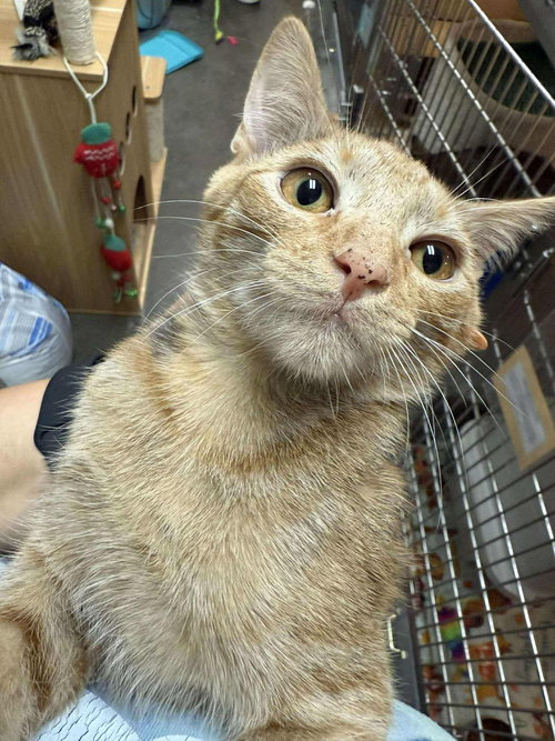 QUESADILLA, Baby Tabby (short coat), cat for adoption in Florence, Alabama