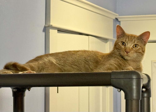QUESADILLA, an adoptable Tabby in Capshaw, AL