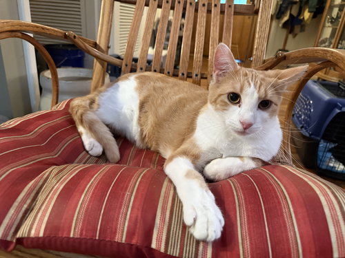 BEIGNET, Young Tabby (short coat), cat for adoption in Florence, Alabama