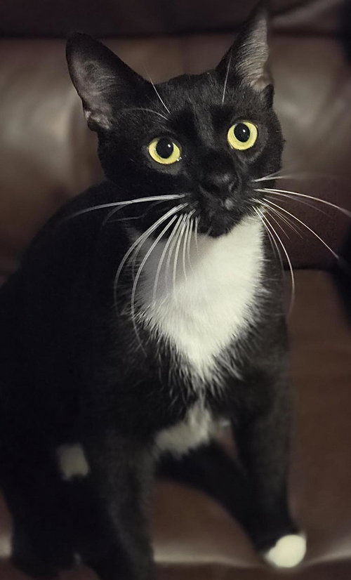 AUDI, Young Tuxedo (short coat), cat for adoption in Florence, Alabama