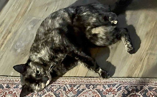 CHIQUITA, Young Tortoiseshell (short coat), cat for adoption in Florence, Alabama