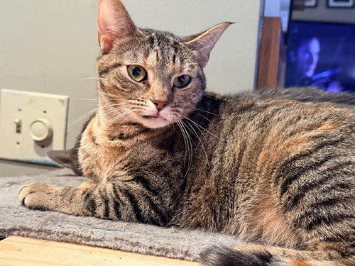 FLOPPY, Young Tabby (short coat), cat for adoption in Florence, Alabama