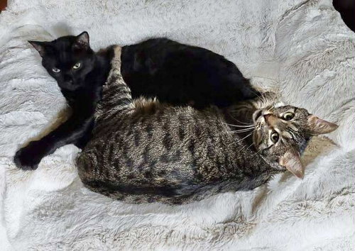 FRED-DAPHNE, Young Domestic Short Hair (short coat), cat for adoption in Florence, Alabama