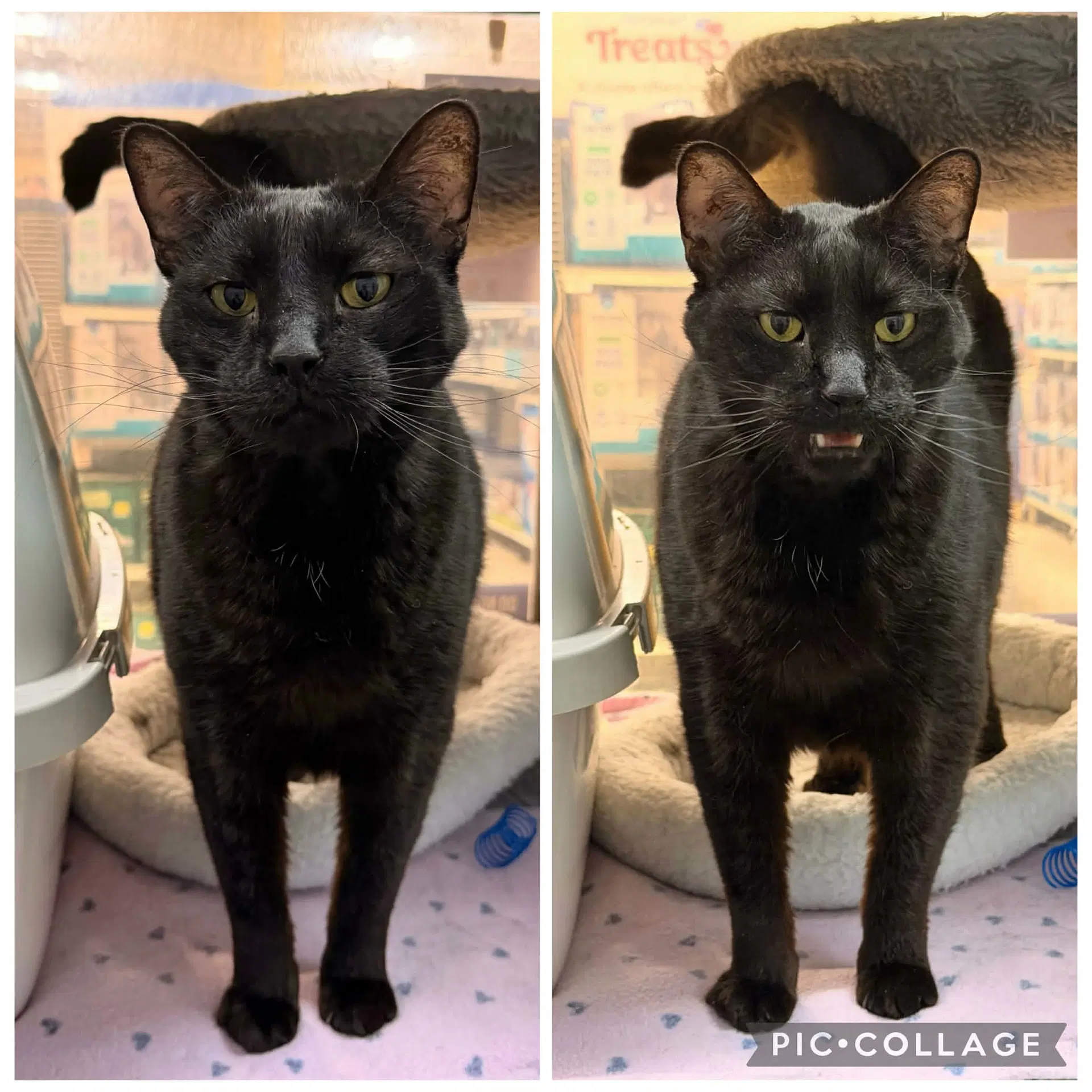 Bo Jackson - Domestic Short Hair