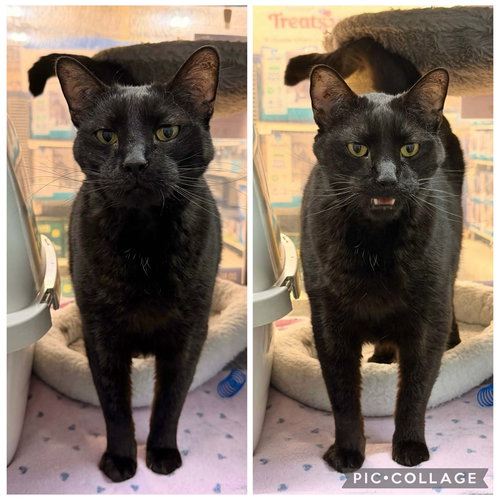 BO JACKSON, Adult Domestic Short Hair (short coat), cat for adoption in Florence, Alabama