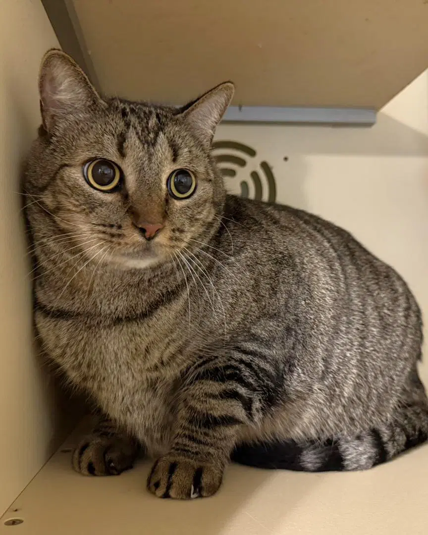 Muffin - Tabby