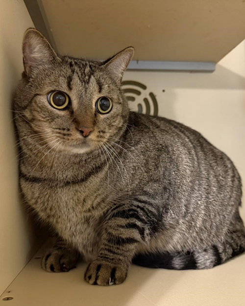 MUFFIN, Adult Tabby (short coat), cat for adoption in Florence, Alabama