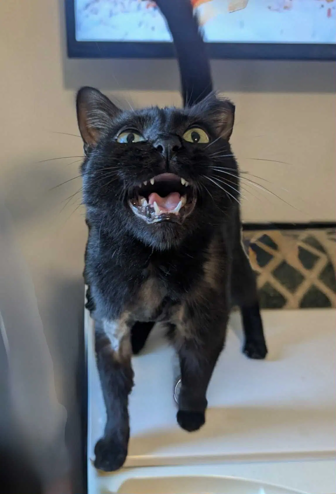 Tessa - Domestic Short Hair