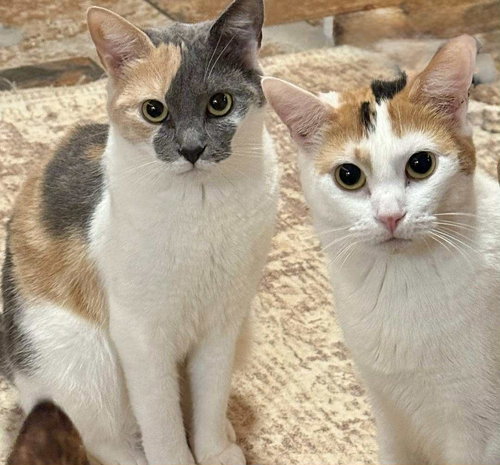 AMARA-RENATA, Young Calico (short coat), cat for adoption in Florence, Alabama